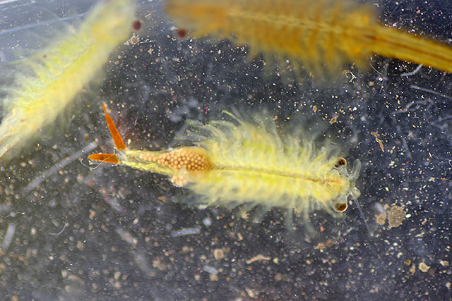 f:id:tamaokiyutaka:20200619104608j:plain f:id:tamaokiyutaka:20200619104608j:plain