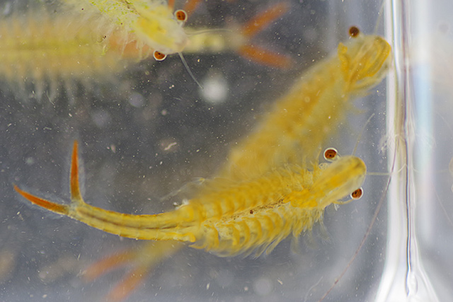 f:id:tamaokiyutaka:20200619104706j:plain f:id:tamaokiyutaka:20200619104706j:plain