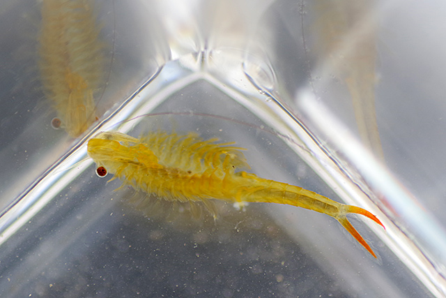 f:id:tamaokiyutaka:20200619104718j:plain f:id:tamaokiyutaka:20200619104718j:plain