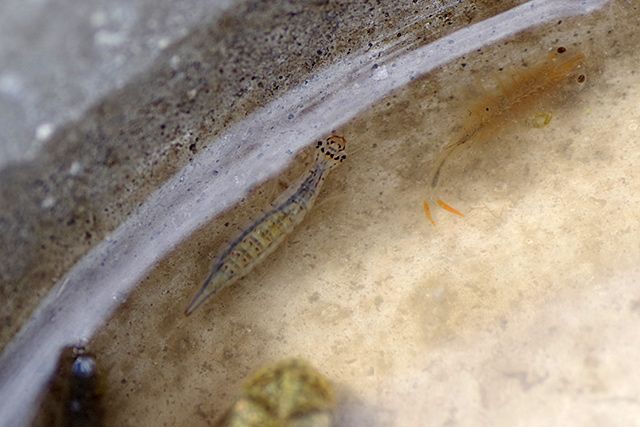 f:id:tamaokiyutaka:20200619104904j:plain f:id:tamaokiyutaka:20200619104904j:plain