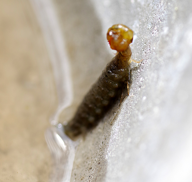 f:id:tamaokiyutaka:20200619104935j:plain f:id:tamaokiyutaka:20200619104935j:plain