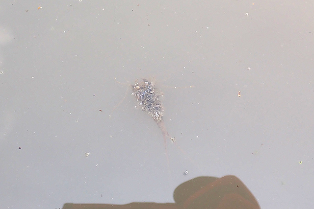 f:id:tamaokiyutaka:20200619110932j:plain