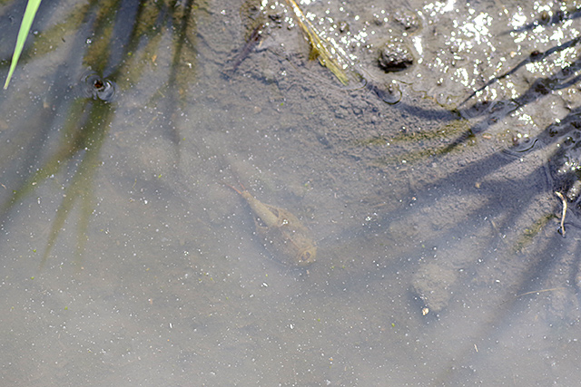 f:id:tamaokiyutaka:20200619111011j:plain