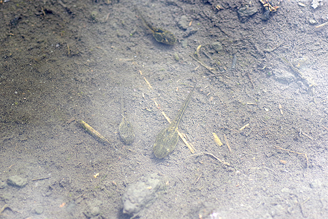 f:id:tamaokiyutaka:20200619111049j:plain