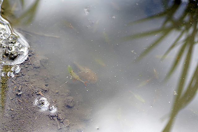 f:id:tamaokiyutaka:20200619111301j:plain