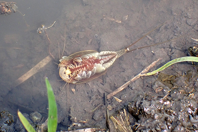 f:id:tamaokiyutaka:20200619111321j:plain