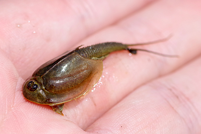 f:id:tamaokiyutaka:20200619111452j:plain