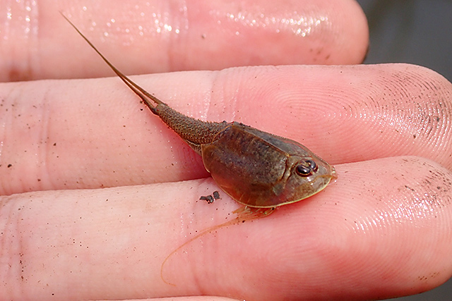 f:id:tamaokiyutaka:20200619111537j:plain