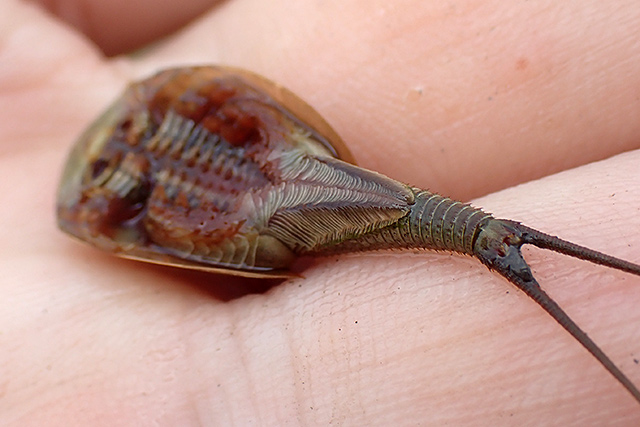 f:id:tamaokiyutaka:20200619111649j:plain