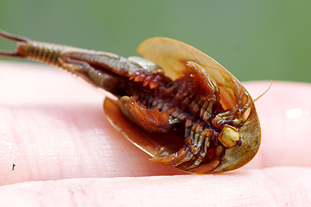 f:id:tamaokiyutaka:20200619111759j:plain