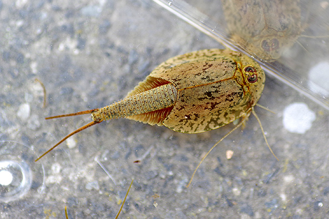 f:id:tamaokiyutaka:20200619111932j:plain