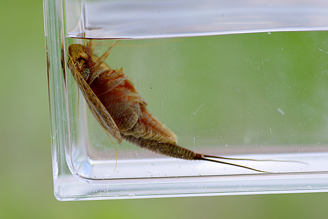 f:id:tamaokiyutaka:20200619112010j:plain