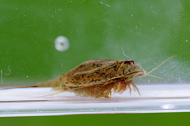 f:id:tamaokiyutaka:20200619112030j:plain