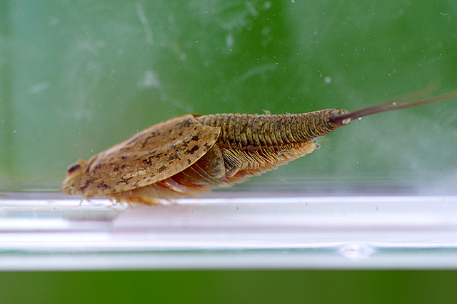 f:id:tamaokiyutaka:20200619112214j:plain