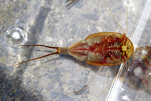 f:id:tamaokiyutaka:20200619114354j:plain