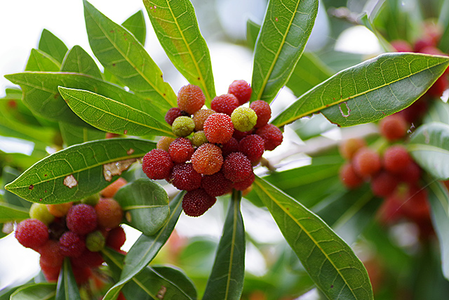 f:id:tamaokiyutaka:20200715161604j:plain f:id:tamaokiyutaka:20200715161604j:plain