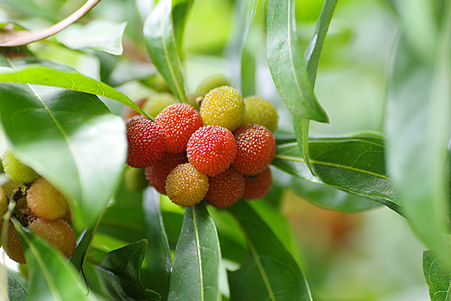 f:id:tamaokiyutaka:20200715161618j:plain f:id:tamaokiyutaka:20200715161618j:plain