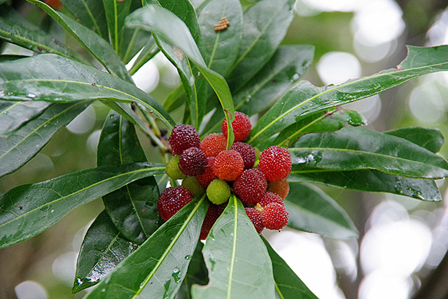 f:id:tamaokiyutaka:20200715162000j:plain f:id:tamaokiyutaka:20200715162000j:plain