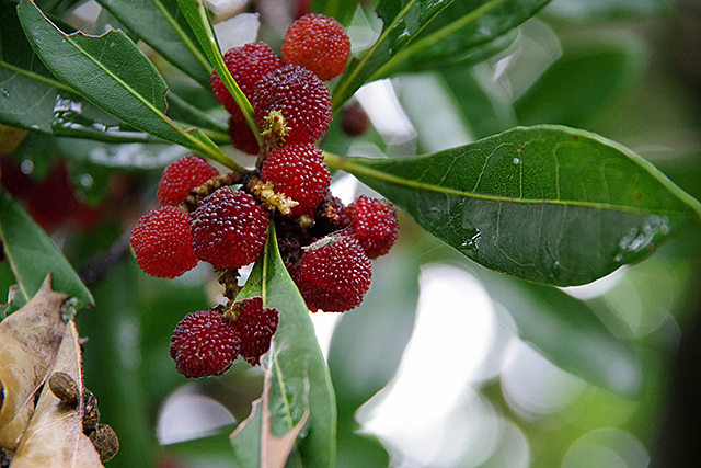 f:id:tamaokiyutaka:20200715162012j:plain f:id:tamaokiyutaka:20200715162012j:plain