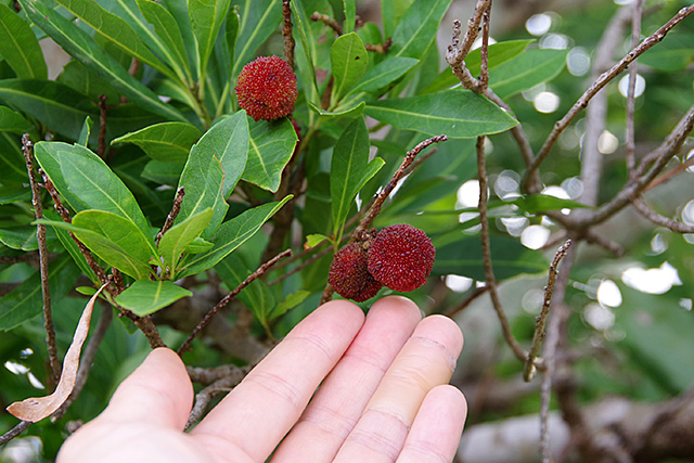 f:id:tamaokiyutaka:20200715162442j:plain f:id:tamaokiyutaka:20200715162442j:plain