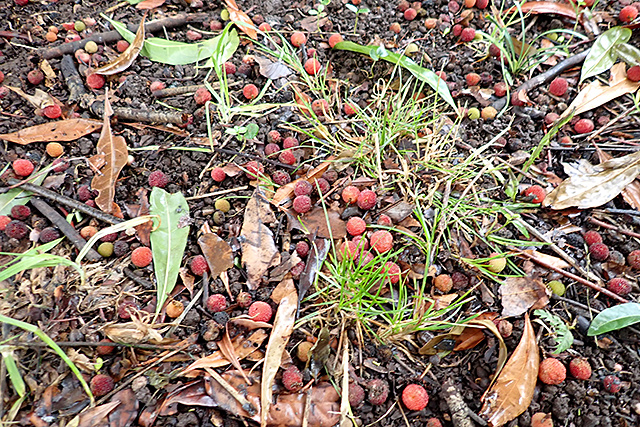 f:id:tamaokiyutaka:20200715162502j:plain f:id:tamaokiyutaka:20200715162502j:plain