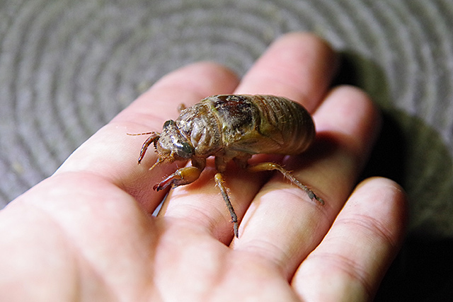 外来種のタケオオツクツク観察会2020 - 私的標本：捕まえて食べる