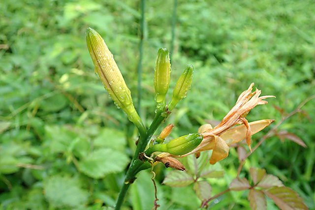 f:id:tamaokiyutaka:20200725155533j:plain