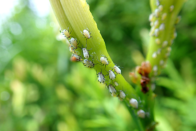 f:id:tamaokiyutaka:20200725155652j:plain