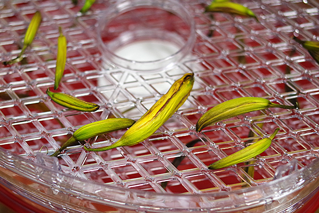 f:id:tamaokiyutaka:20200725160149j:plain