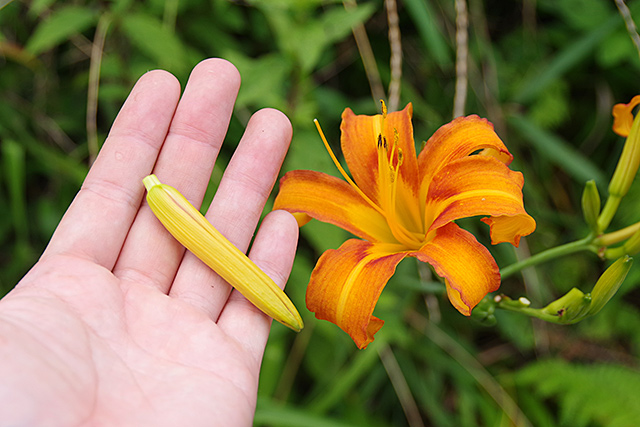 f:id:tamaokiyutaka:20200725160251j:plain