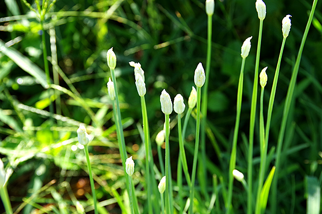 f:id:tamaokiyutaka:20200829094209j:plain