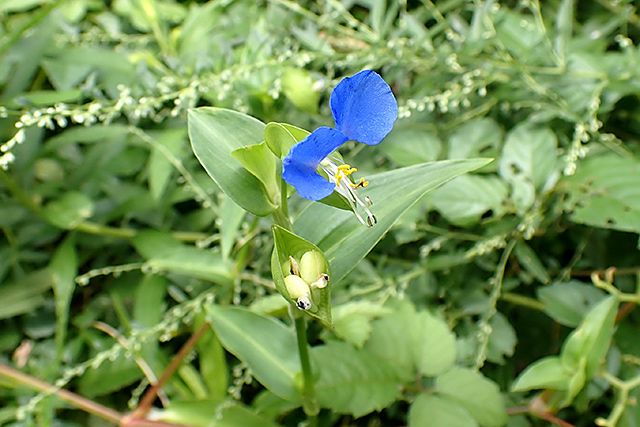 f:id:tamaokiyutaka:20200911130434j:plain f:id:tamaokiyutaka:20200911130434j:plain