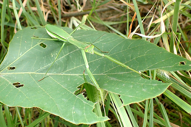 f:id:tamaokiyutaka:20200911131642j:plain f:id:tamaokiyutaka:20200911131642j:plain