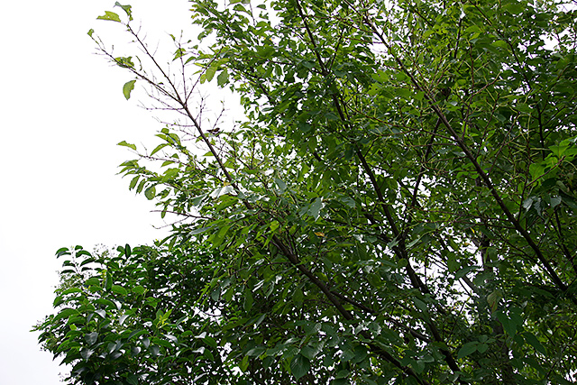 f:id:tamaokiyutaka:20200911131756j:plain f:id:tamaokiyutaka:20200911131756j:plain
