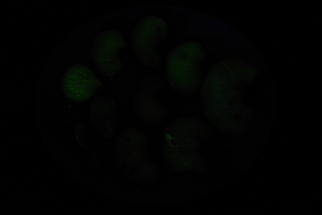 f:id:tamaokiyutaka:20201021205847j:plain