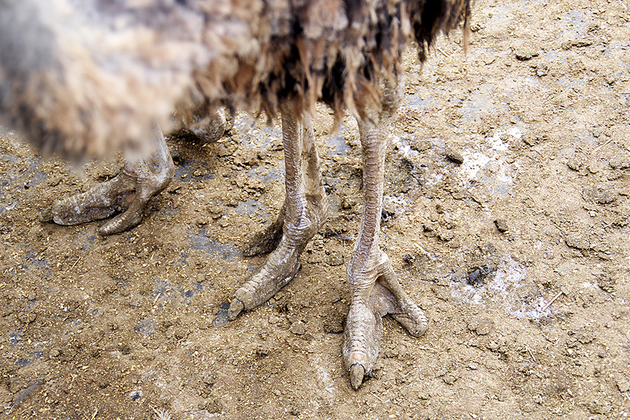 ダチョウ肉の味とサスティナビリティ 持続可能性 に魅せられて 茨城県に牧場を立ち上げるまでの軌跡 いろんな街で捕まえて食べる Suumoタウン ダチョウ肉の味とサスティナビリティ 持続可能性 に魅せられて 茨城県に牧場を立ち上げるまでの軌跡 いろんな街で捕まえて食べる Suumoタウン