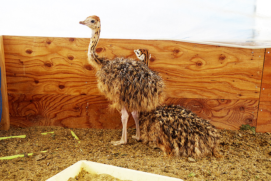 f:id:tamaokiyutaka:20201119234839j:plain