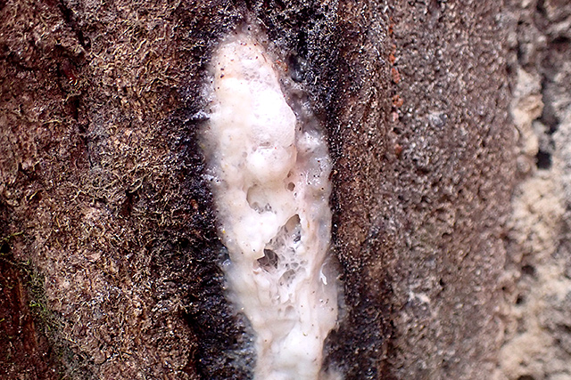 f:id:tamaokiyutaka:20201214145421j:plain