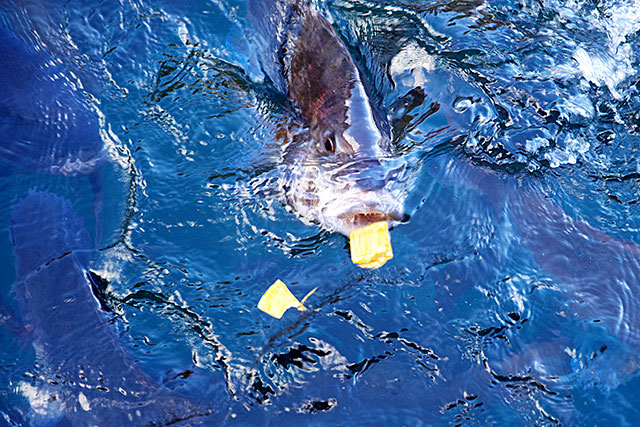 f:id:tamaokiyutaka:20201218162149j:plain