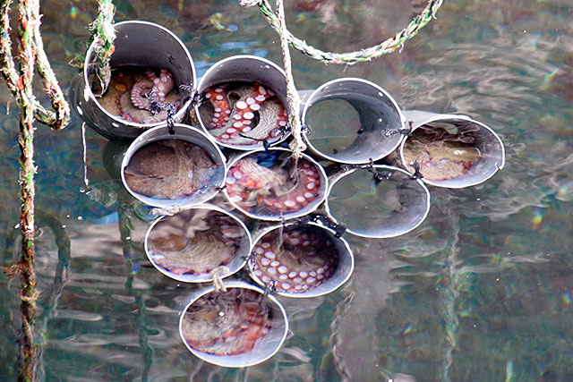 f:id:tamaokiyutaka:20201218162204j:plain