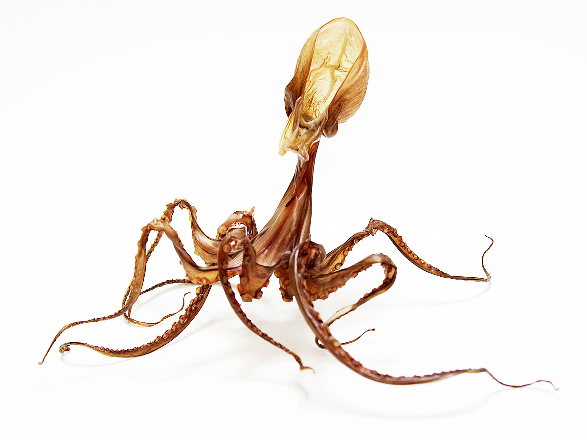 f:id:tamaokiyutaka:20210119110927j:plain