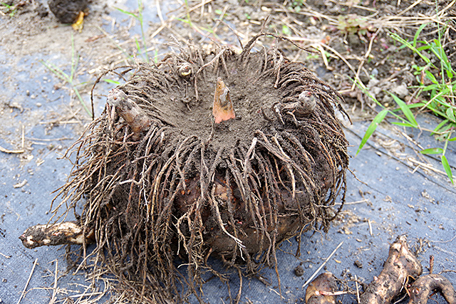 f:id:tamaokiyutaka:20210524114722j:plain