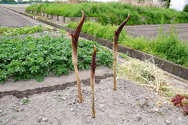 f:id:tamaokiyutaka:20210524114730j:plain