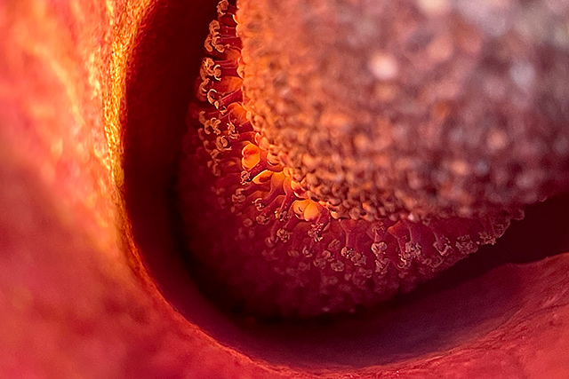 f:id:tamaokiyutaka:20210524114738j:plain