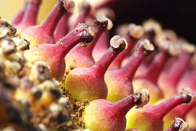 f:id:tamaokiyutaka:20210524114743j:plain