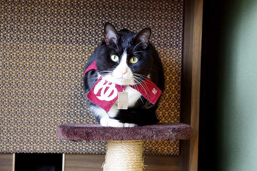 f:id:tamaokiyutaka:20220413144919j:plain