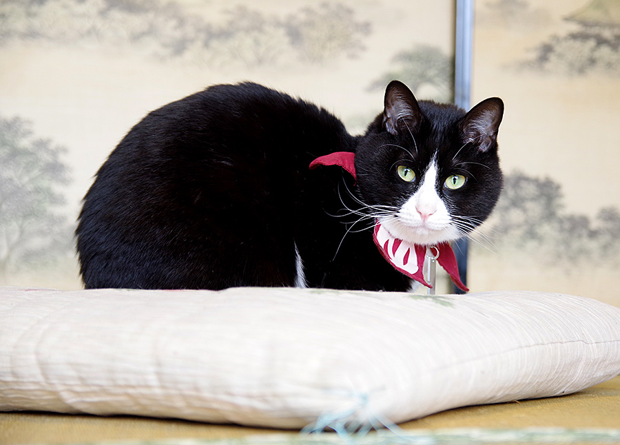 f:id:tamaokiyutaka:20220413144939j:plain