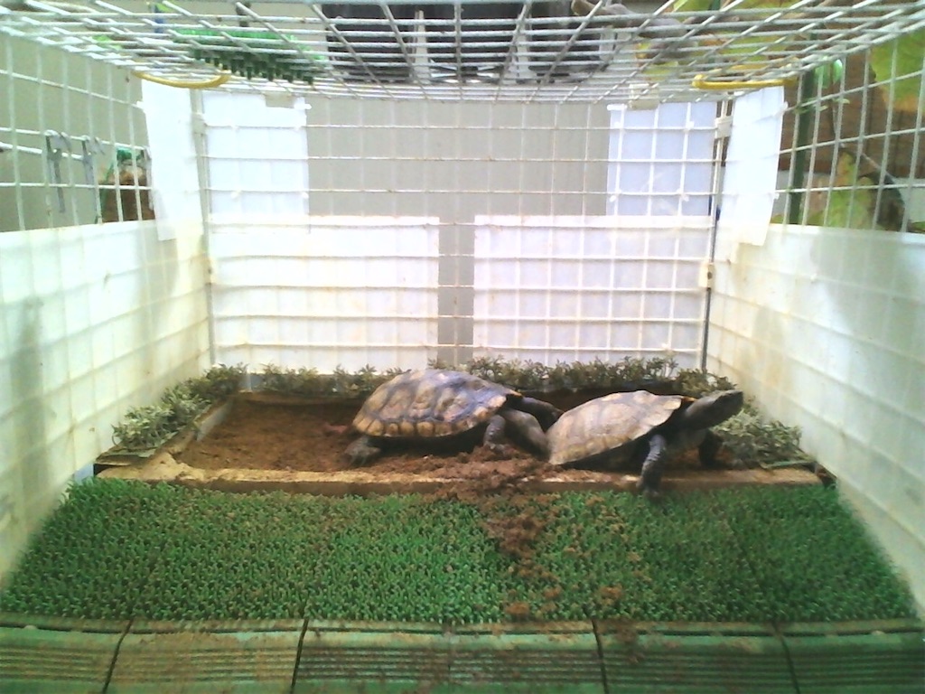 Life With Turtles