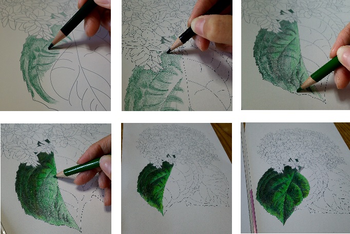 大人のぬりえを塗る2 アジサイ - 塗り絵のある暮らし