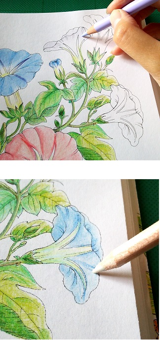 花日和 花だより を塗る アサガオ2 塗り絵のある暮らし 花日和 花だより を塗る アサガオ2 塗り絵のある暮らし